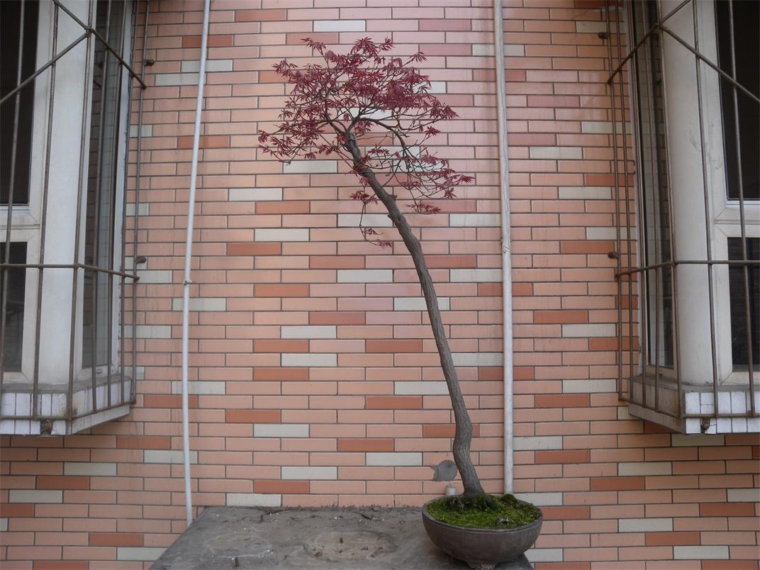 DSCN6350.jpg