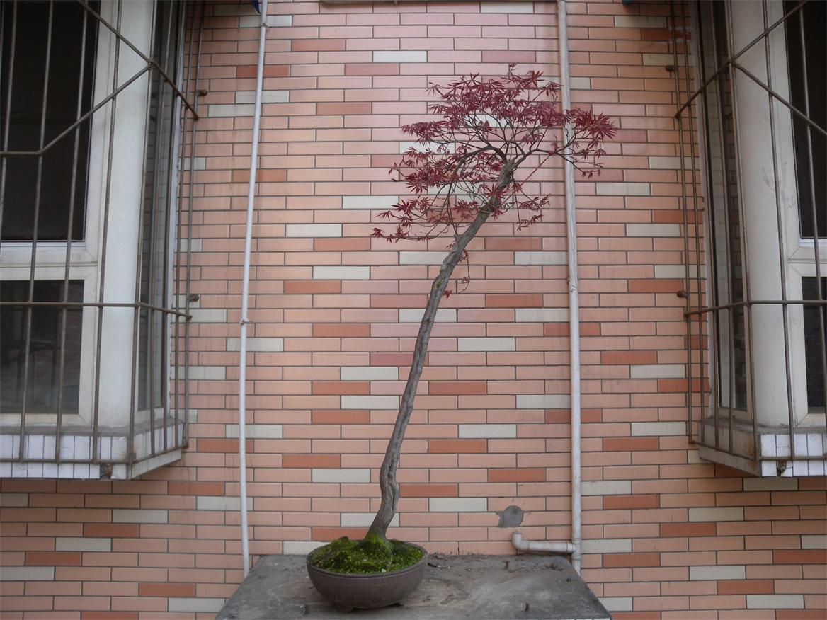 DSCN6351.jpg