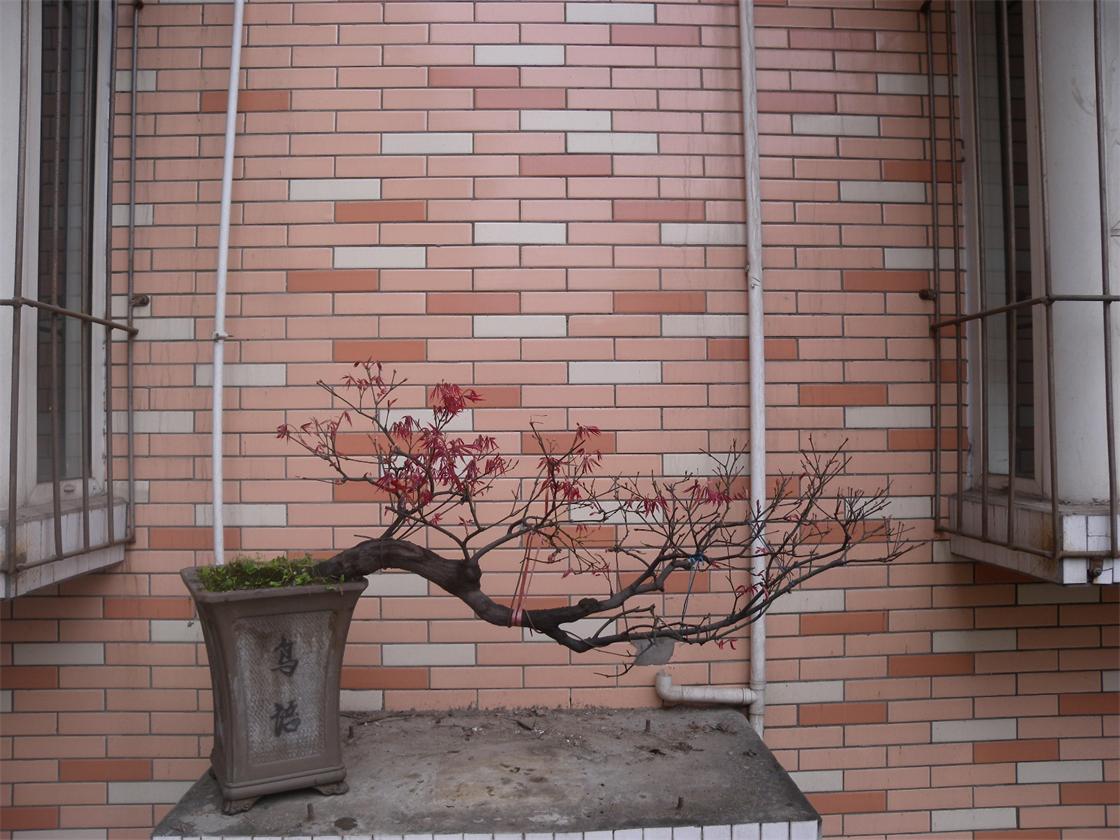 DSCN6383.jpg