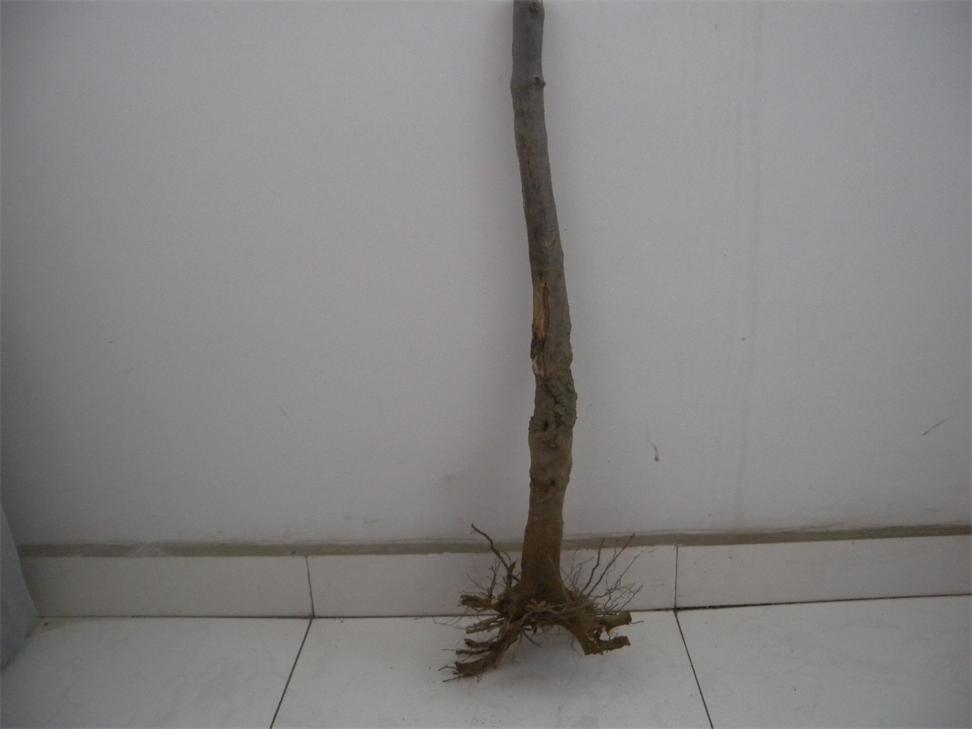 DSCN7130.jpg
