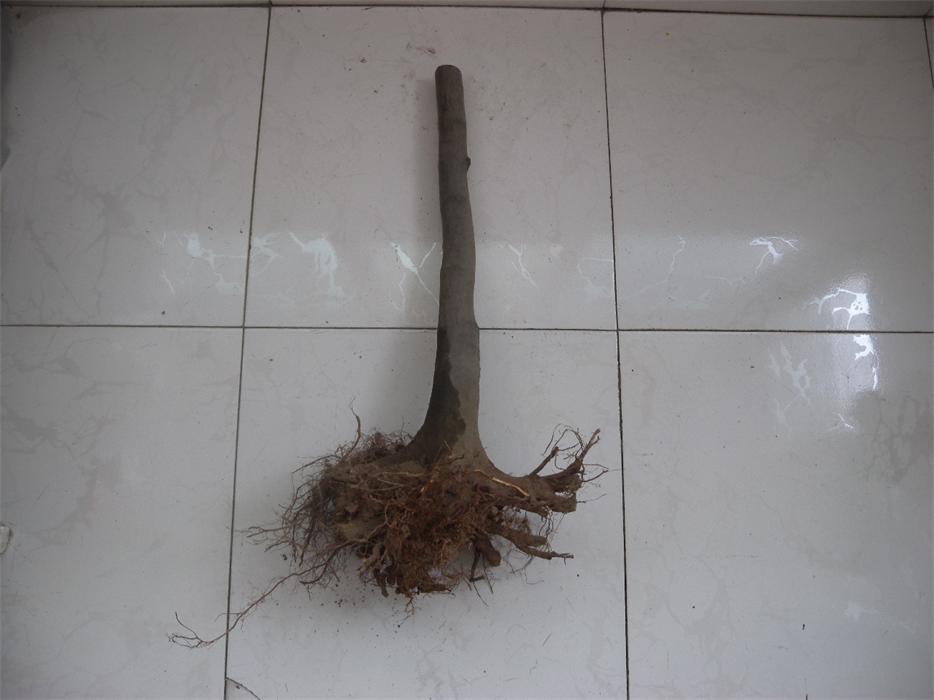DSCN7139.jpg