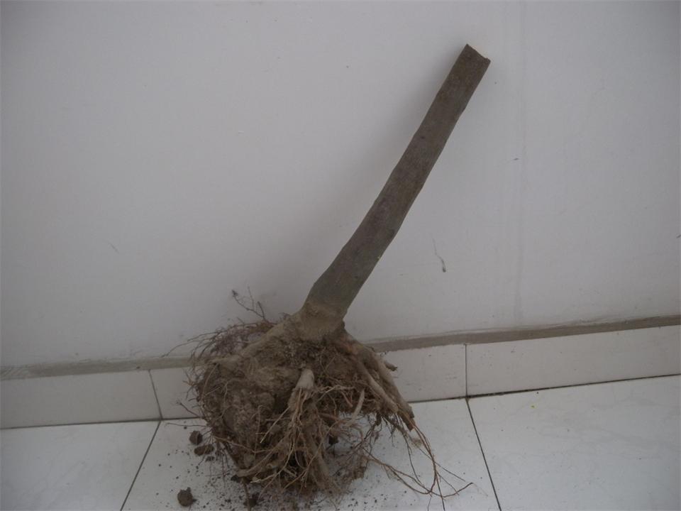 DSCN7145.jpg