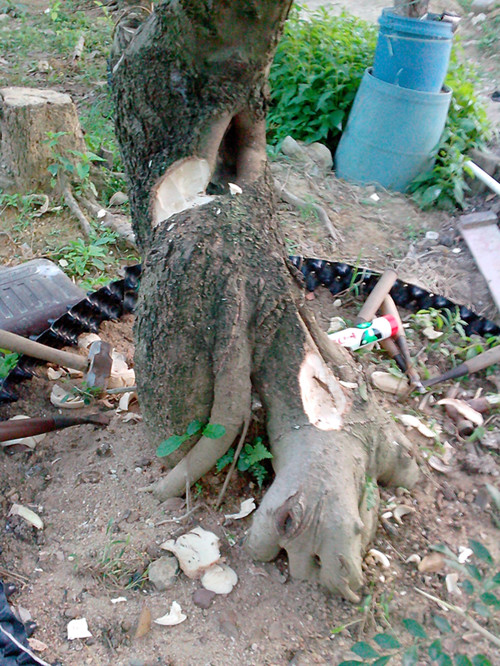 IMG20131116018_.jpg
