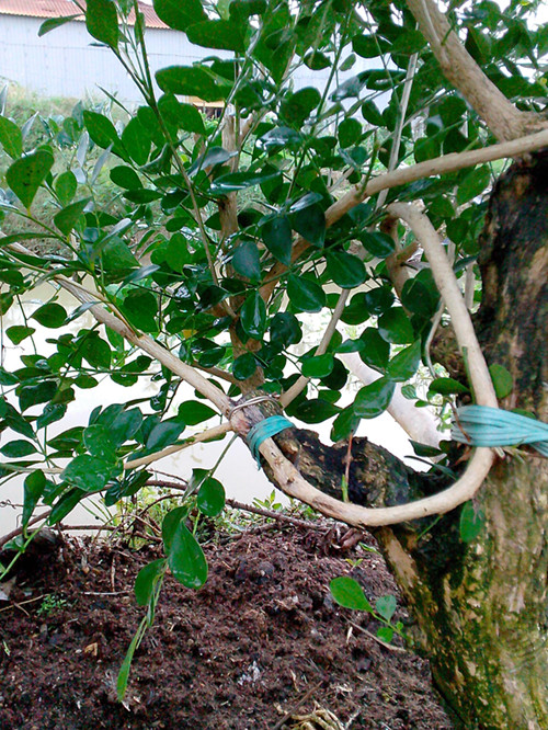 IMG20131117013_.jpg