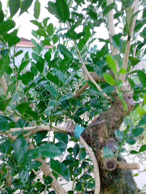IMG20131117014_.jpg