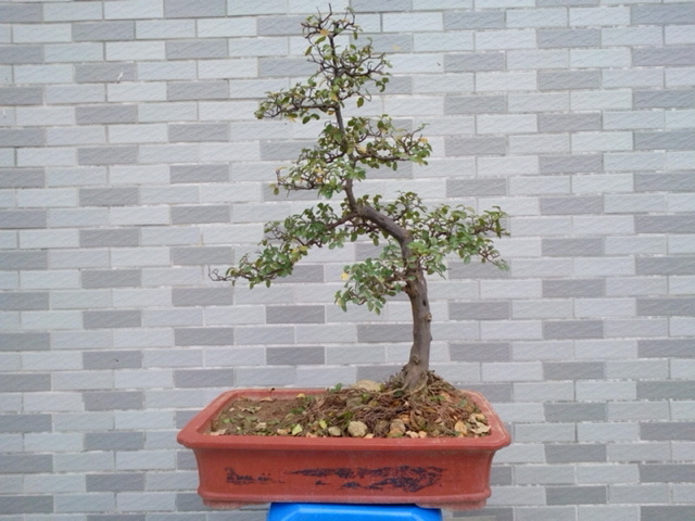 IMG_20131119_111407.jpg