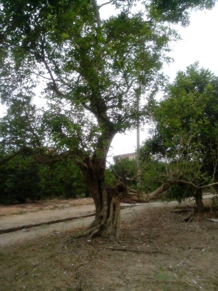 20cm