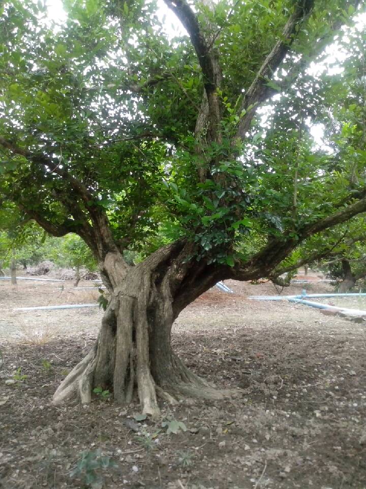 23cm