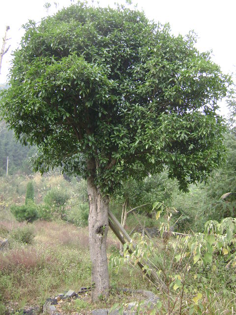 DSC03549.JPG