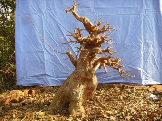 SDC13747.JPG