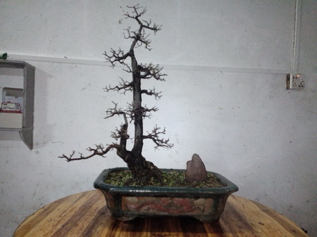 IMG_20131124_172213.jpg