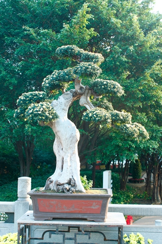_MG_9316.JPG