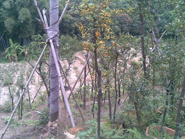 20131127(003).jpg