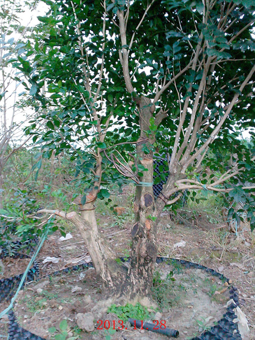 IMG20131128001_.jpg