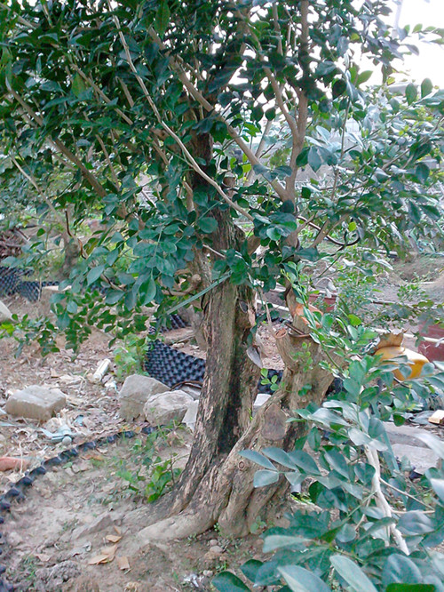 IMG20131128002_.jpg