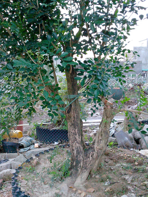 IMG20131128003_.jpg