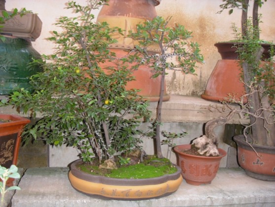 SDC13686.JPG