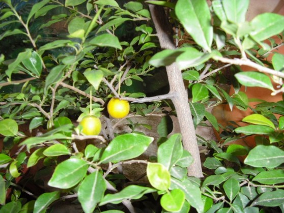 SDC13687.JPG