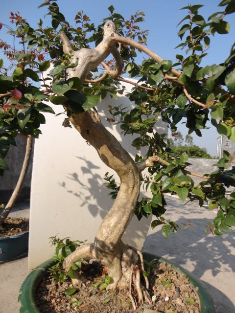 DSC01736.JPG