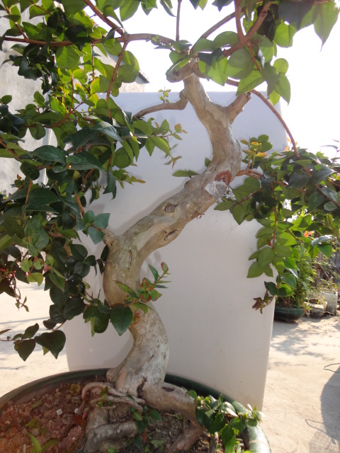DSC01737.JPG