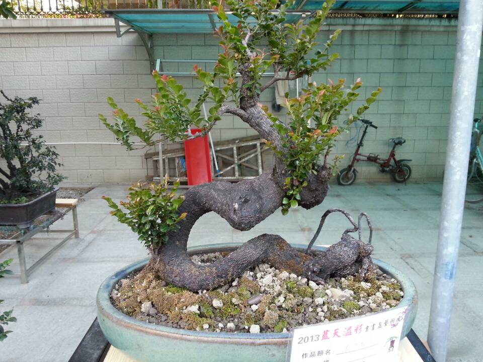 mmexport1386168876291.jpg