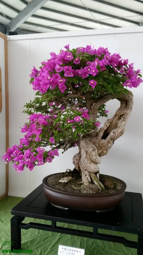 20131110_100541s.jpg