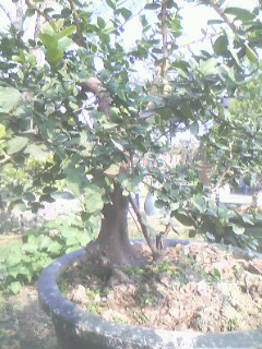 IMG0264A.jpg