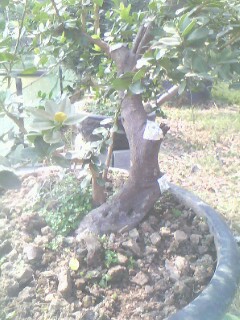 IMG0262A.jpg