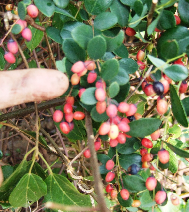DSCF4521.JPG