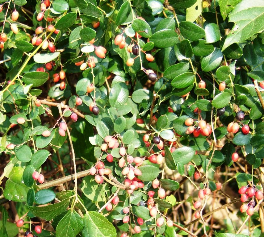 DSCF4516.JPG