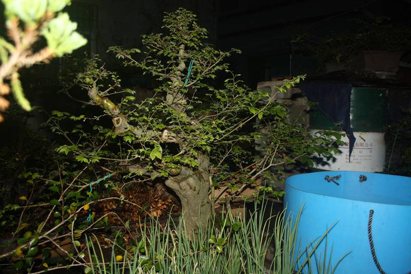 Ƭ20131026ۺ 045.jpg
