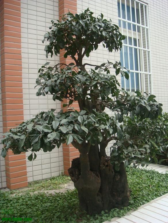 DSC06411.JPG