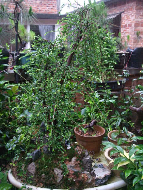 DSCF0415.JPG