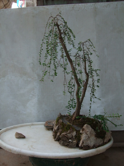 DSCF0003.JPG