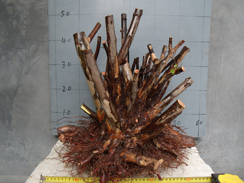 GEDC4293_.jpg