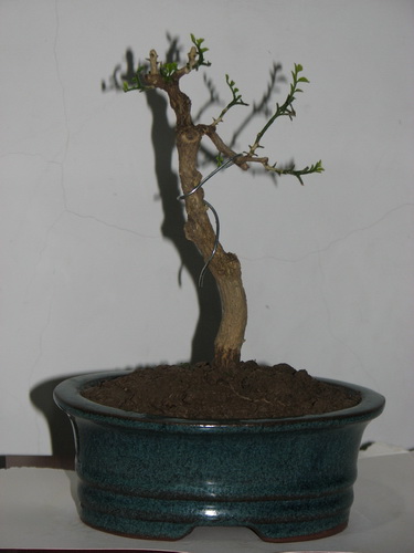 IMG_8229_СС.JPG