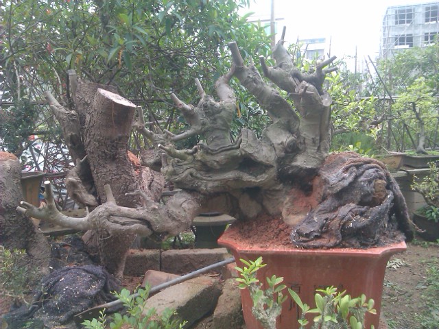 IMAG0078.jpg