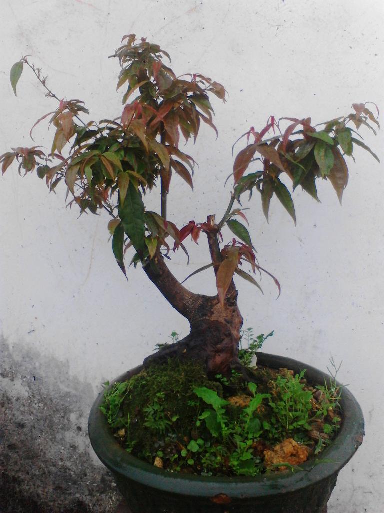 IMG_20131215_094742.jpg