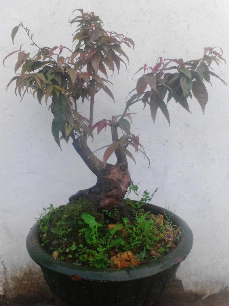 IMG_20131215_095334.jpg