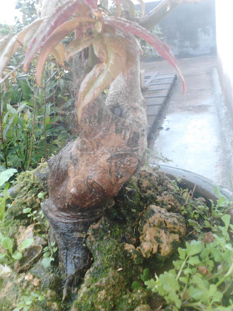 IMG_20131215_095449.jpg