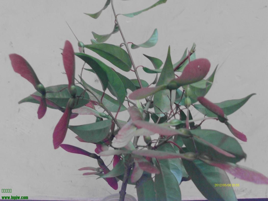ʹʵ