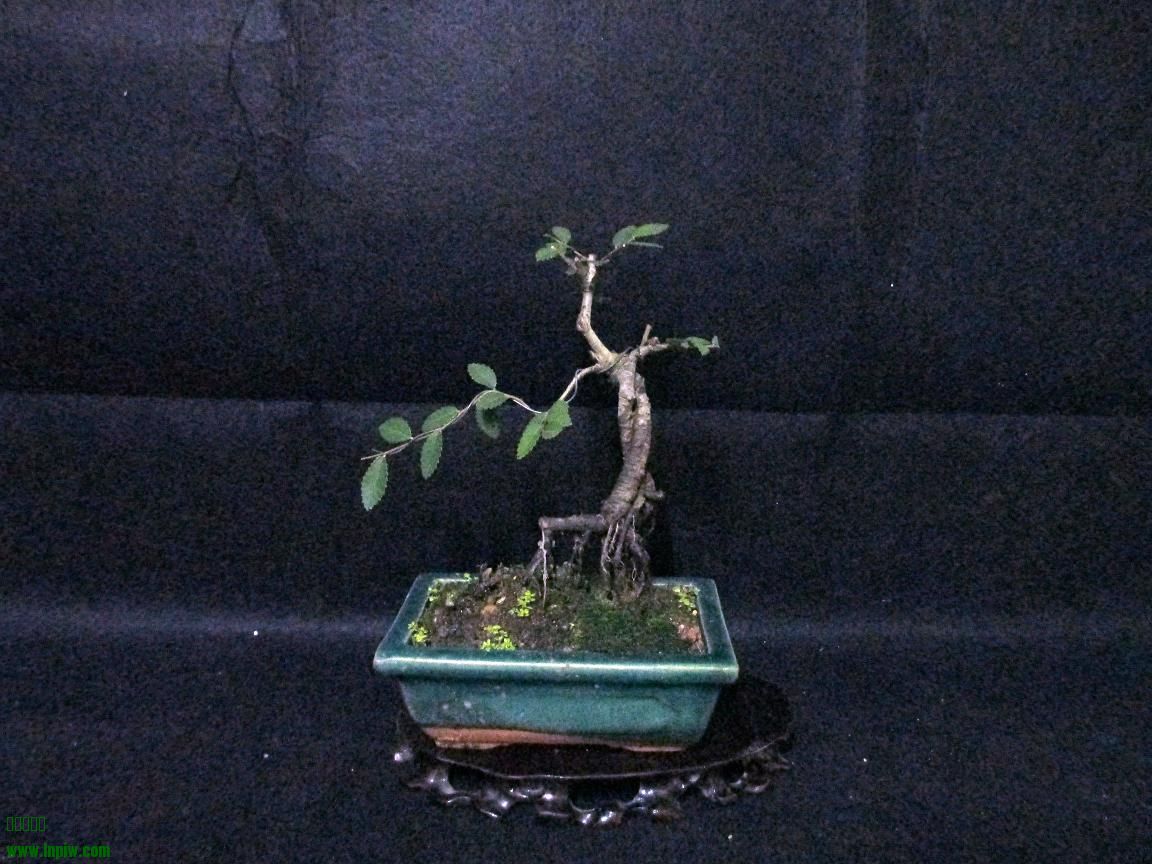 Ƭ 3298.jpg