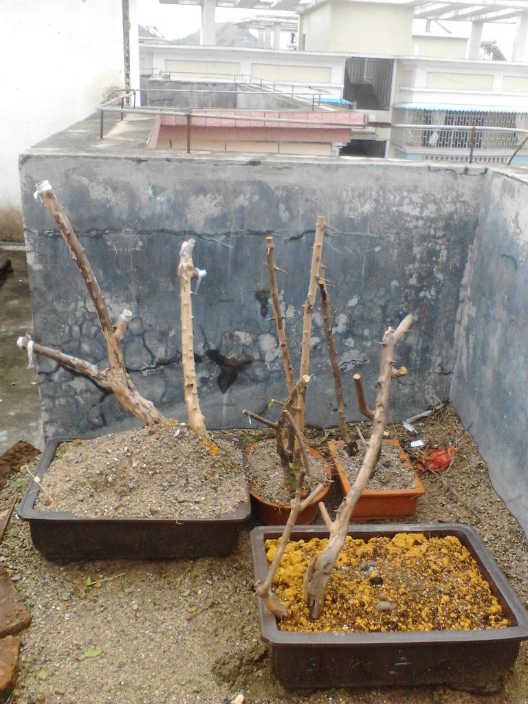 IMG_20131217_124432.jpg