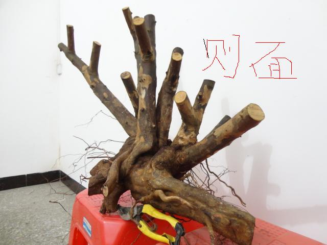 DSC01796.JPG