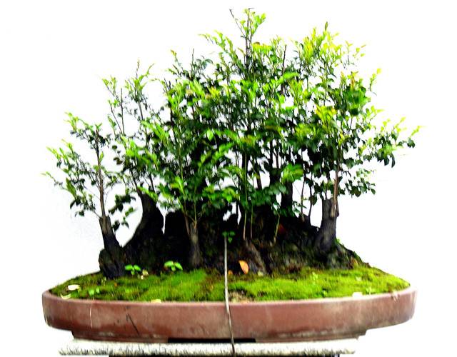 160311o3ffl4796q27sqfe_jpg_thumb.jpg