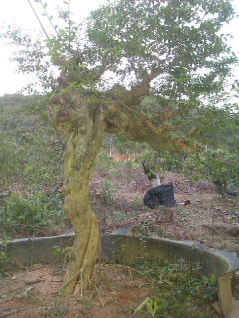 IMAG0107.jpg