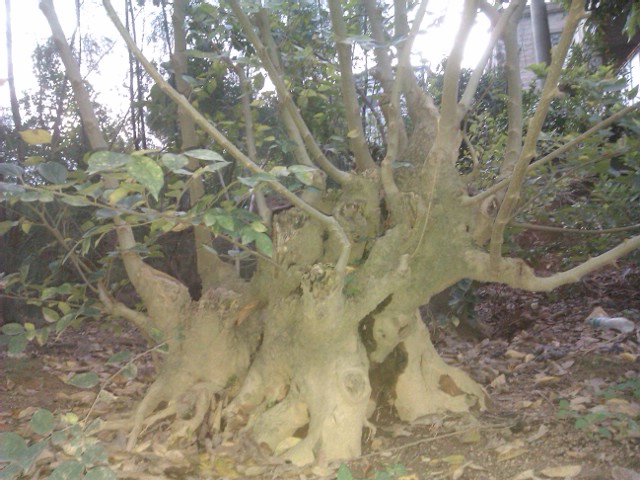 IMAG0108.jpg