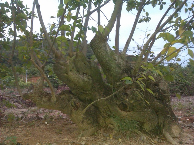 IMAG0109.jpg