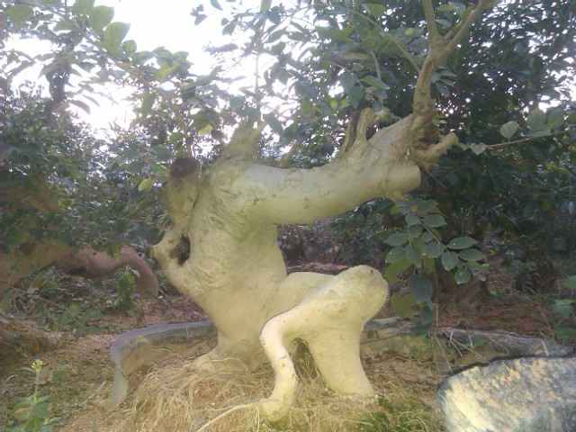 IMAG0111.jpg