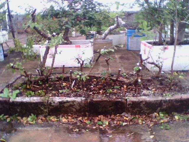 IMG1188A.jpg
